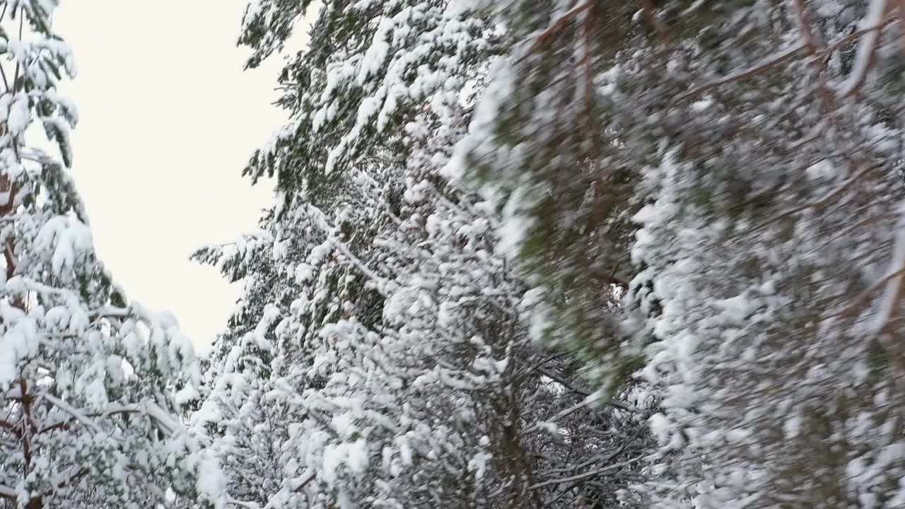 开车穿过白雪覆盖的森林。冰雪覆盖的松林路上的神奇汽车之旅。前视图从汽车乘客窗口。冬季北欧乡村景观。旅行。寒冷的季节。白雪皑皑的木头。视频素材