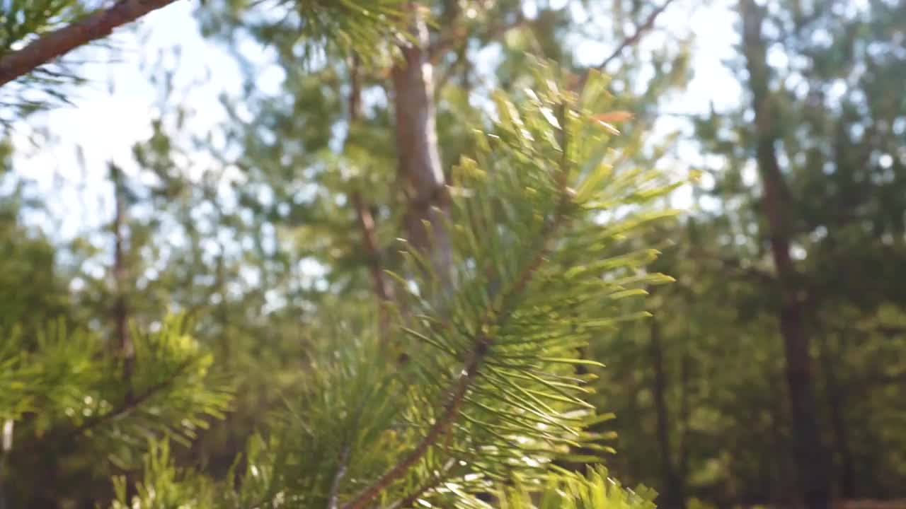 分支机构视频素材