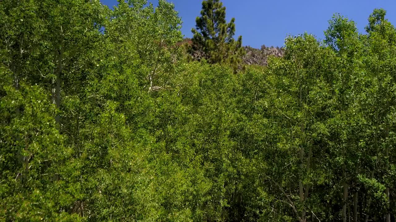 在阳光明媚的日子里，在湖和山附近的绿色树木的航拍，无人机在自然景观上向前上升，对着天空——猛犸湖，加利福尼亚视频素材