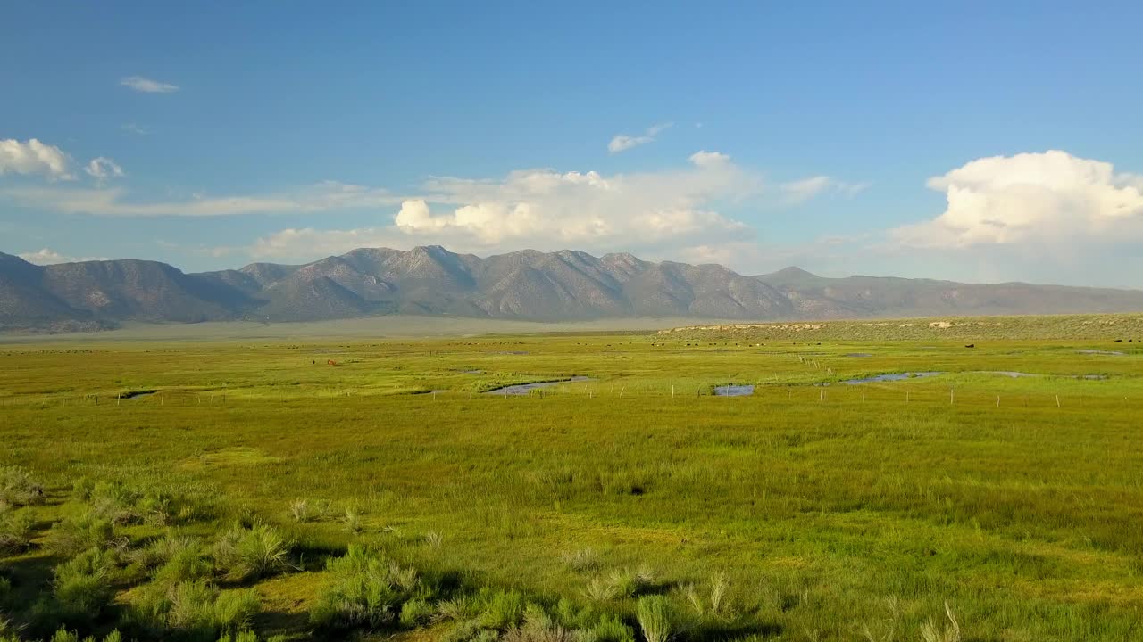 空中拍摄的河流在绿色植物中靠近奶牛对着天空，无人机在自然景观上向前飞行-猛犸湖，加利福尼亚视频素材