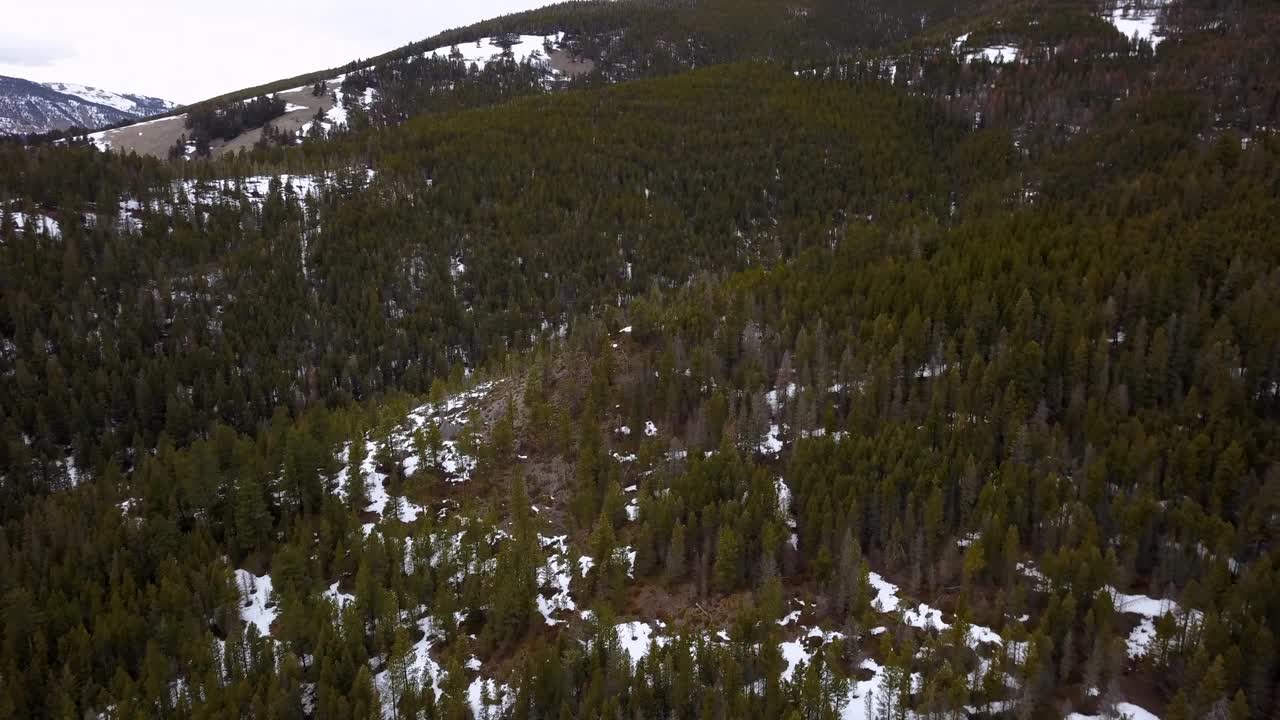 在蒙大拿，比林斯，冬季，无人机在森林上空向后飞行，空中拍摄的山上雪中的绿树视频素材