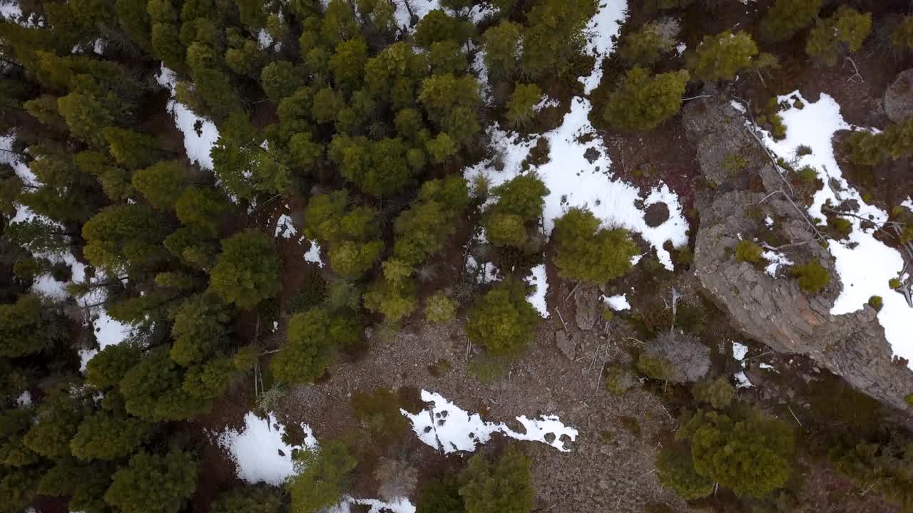 从空中俯瞰森林中积雪中的绿色树木，无人机在冬季飞越自然景观-蒙大拿州比林斯视频素材