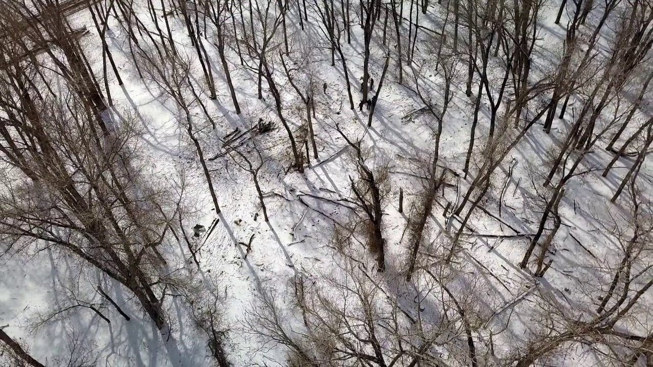 空中倾斜拍摄的人在光秃秃的树在雪地上，无人机上升在森林-比林斯，蒙大拿州视频素材