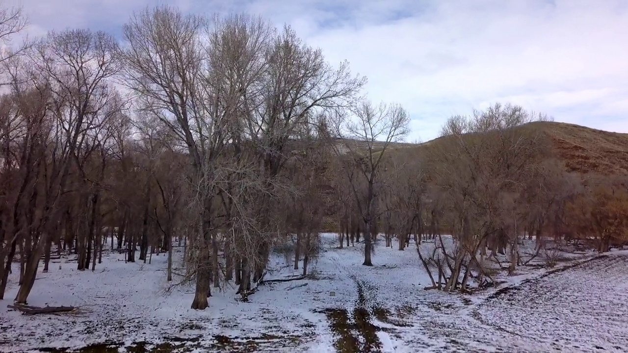 航空拍摄的车辆附近的光秃秃的树木附近的山，无人机上升向前在森林对多云的天空-比林斯，蒙大拿州视频素材