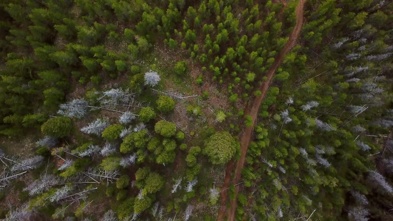 从空中俯瞰森林中绿树成荫的土路，无人机在自然景观上向后飞行-蒙大拿州比林斯视频素材