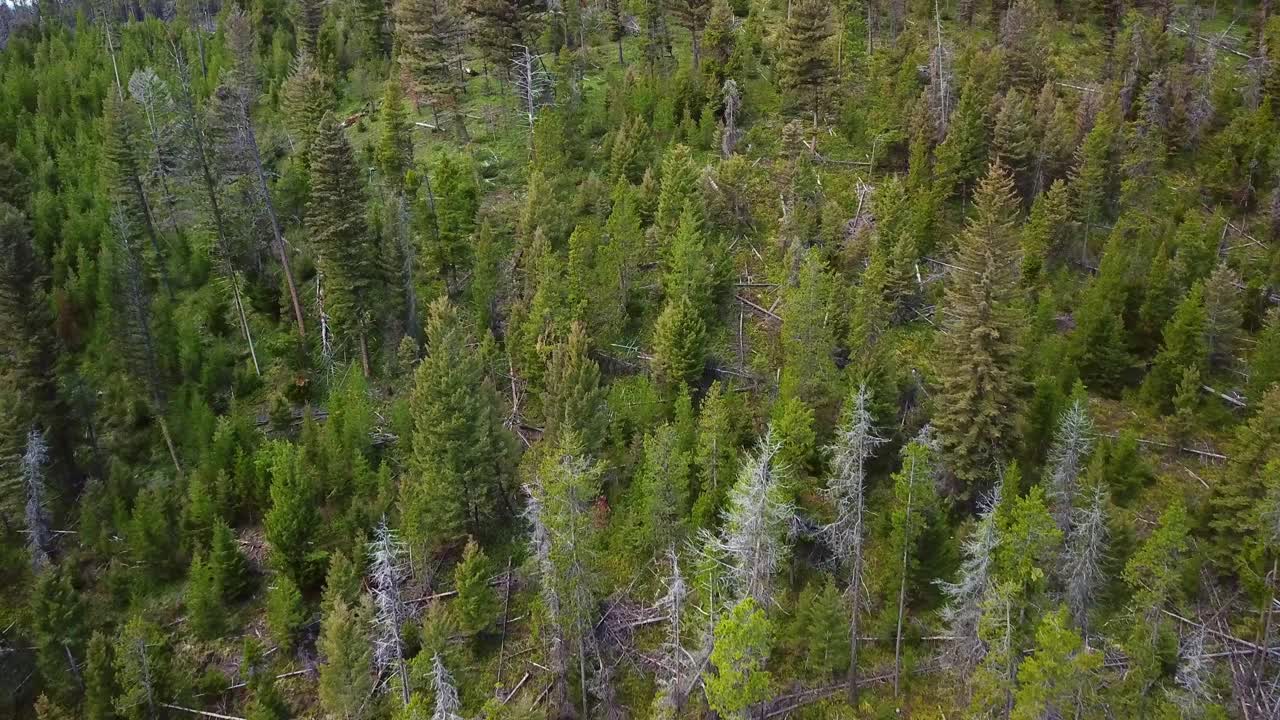 空中拍摄的绿色树木和原木在森林中，无人机向前在林地-比林斯，蒙大拿州视频素材