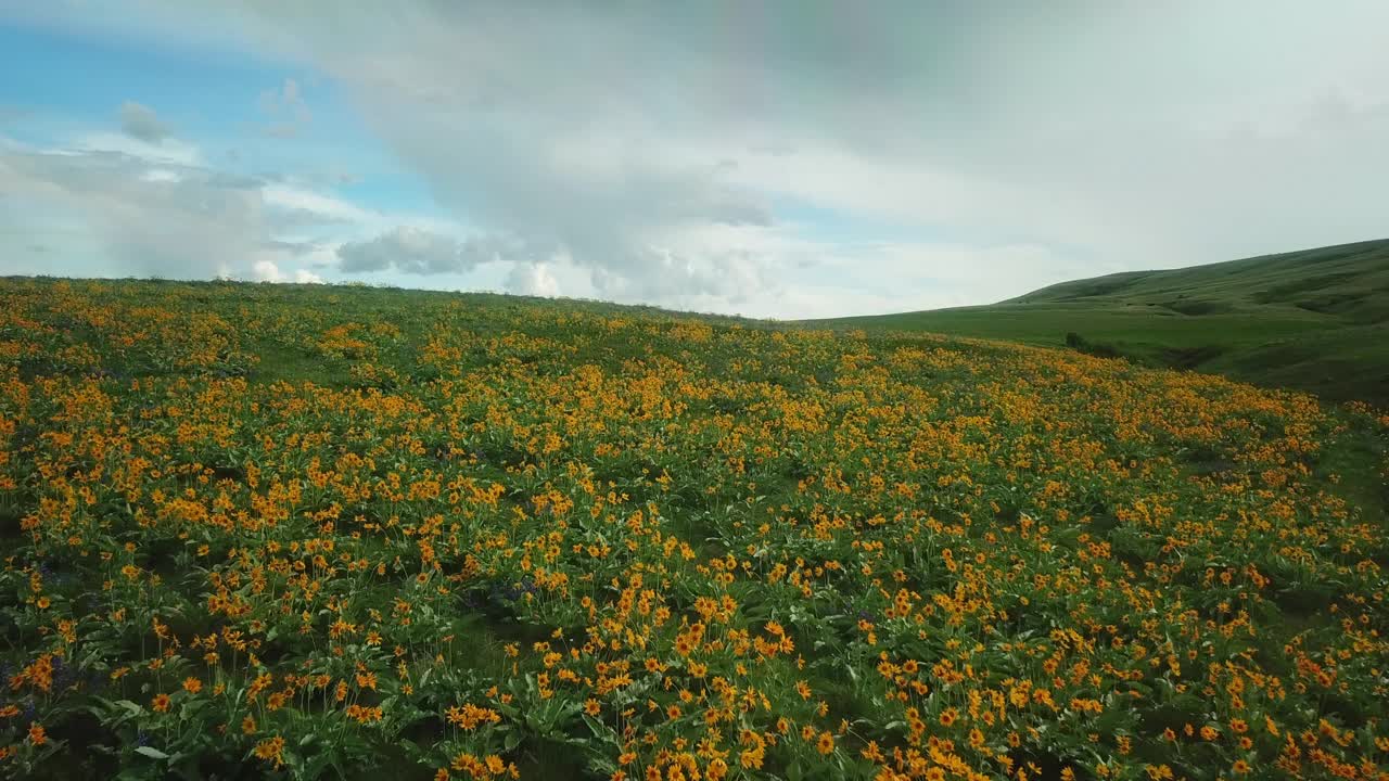 空中拍摄的田园诗般的风景覆盖着开花植物，无人机飞越山对天空-比林斯，蒙大拿州视频素材