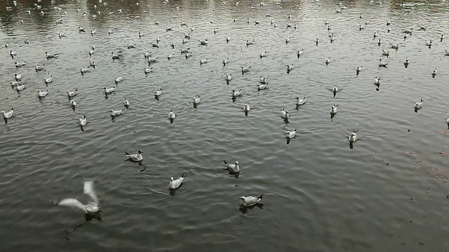 海鸥飞视频素材