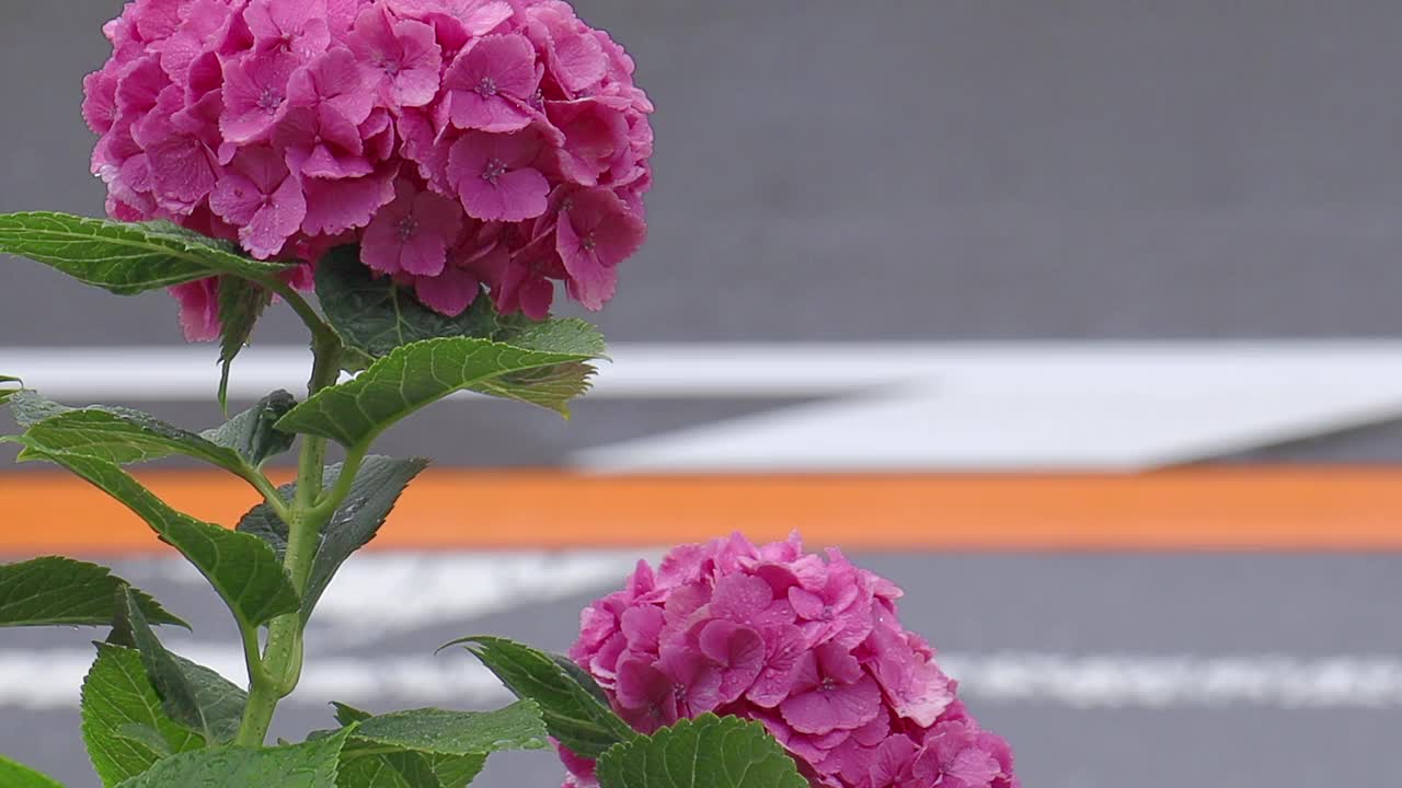 雨天的车道和绣球花视频素材