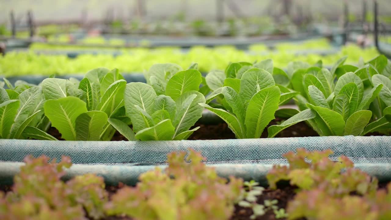 特写有机生菜或绿色，红色cos生长在温室的地块。视频素材