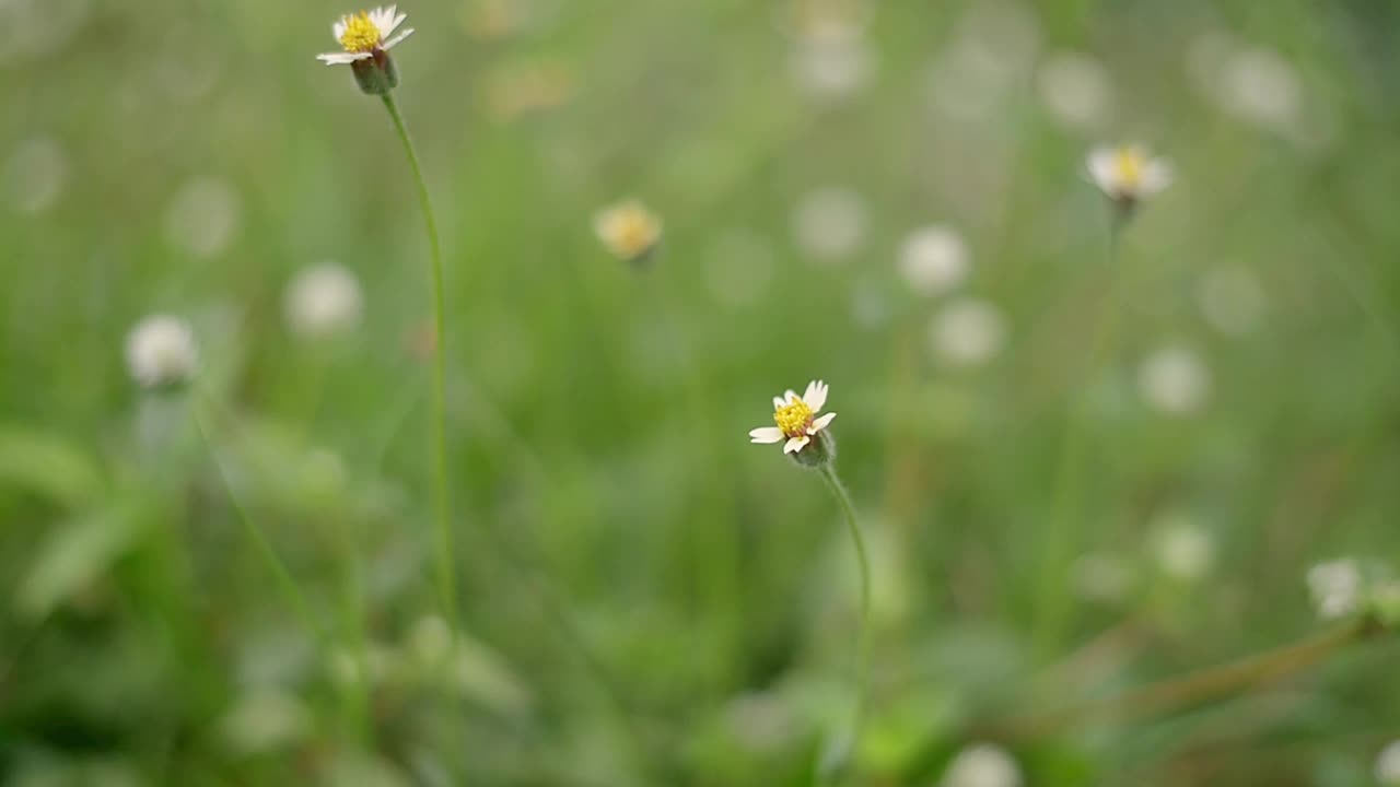 近距离拍摄在美丽的日出日落、秋景自然背景中迎风摇曳的草花蜂。视频下载