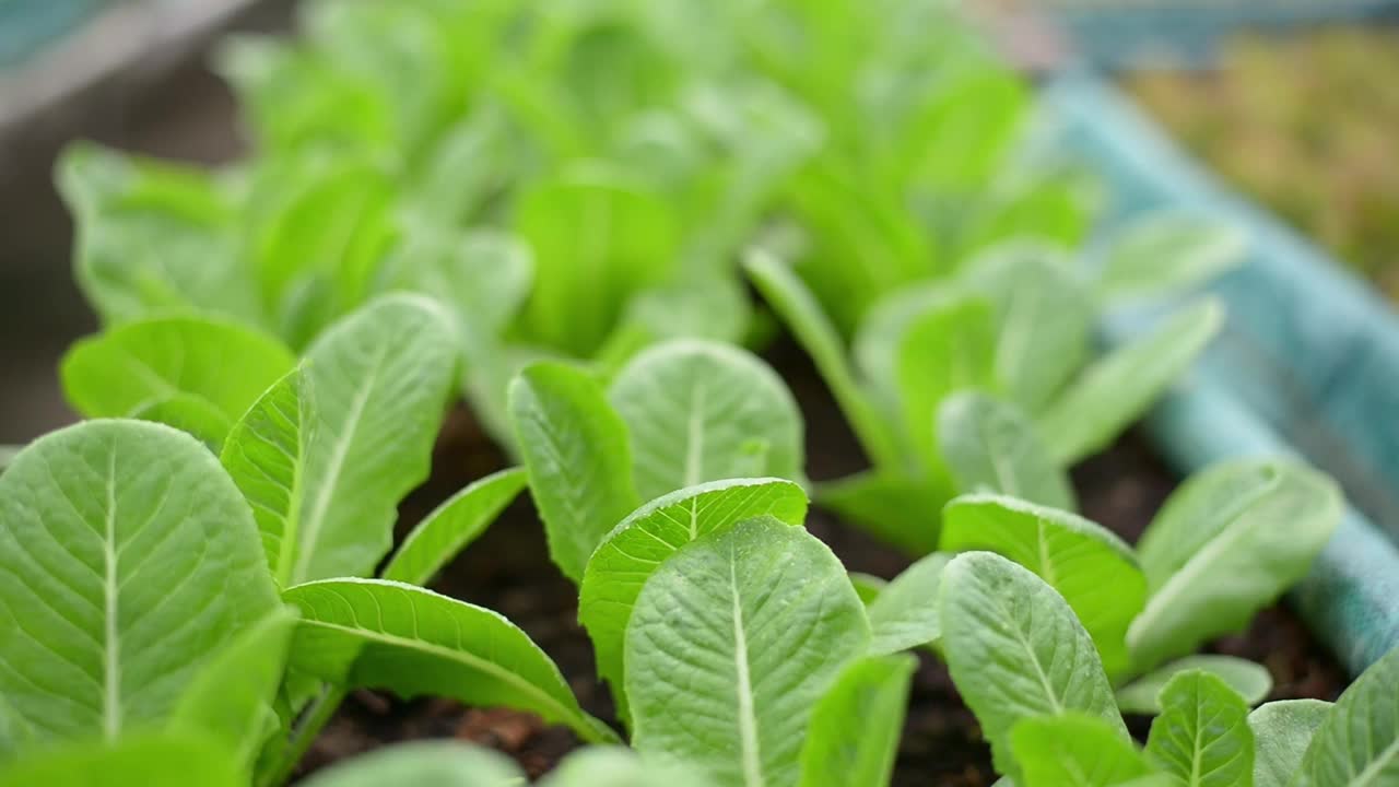 温室内种植的有机生菜或绿色生菜视频素材