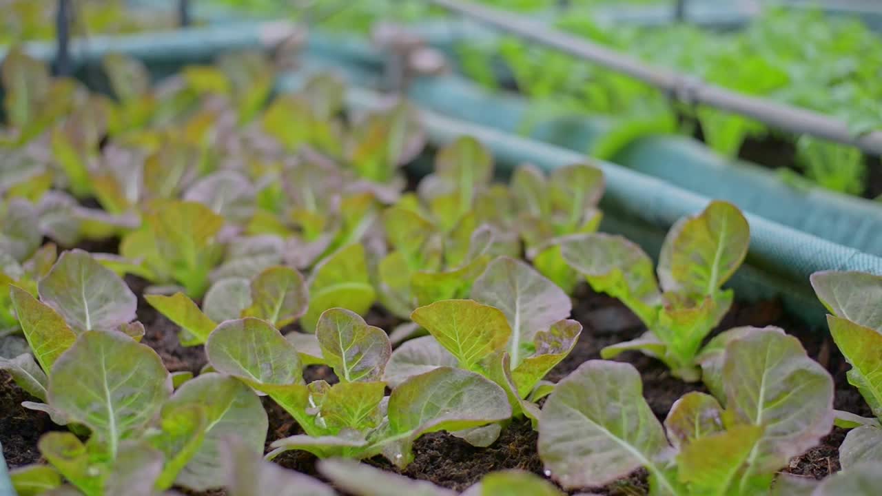 温室内种植的有机生菜或绿色、红色生菜。视频下载