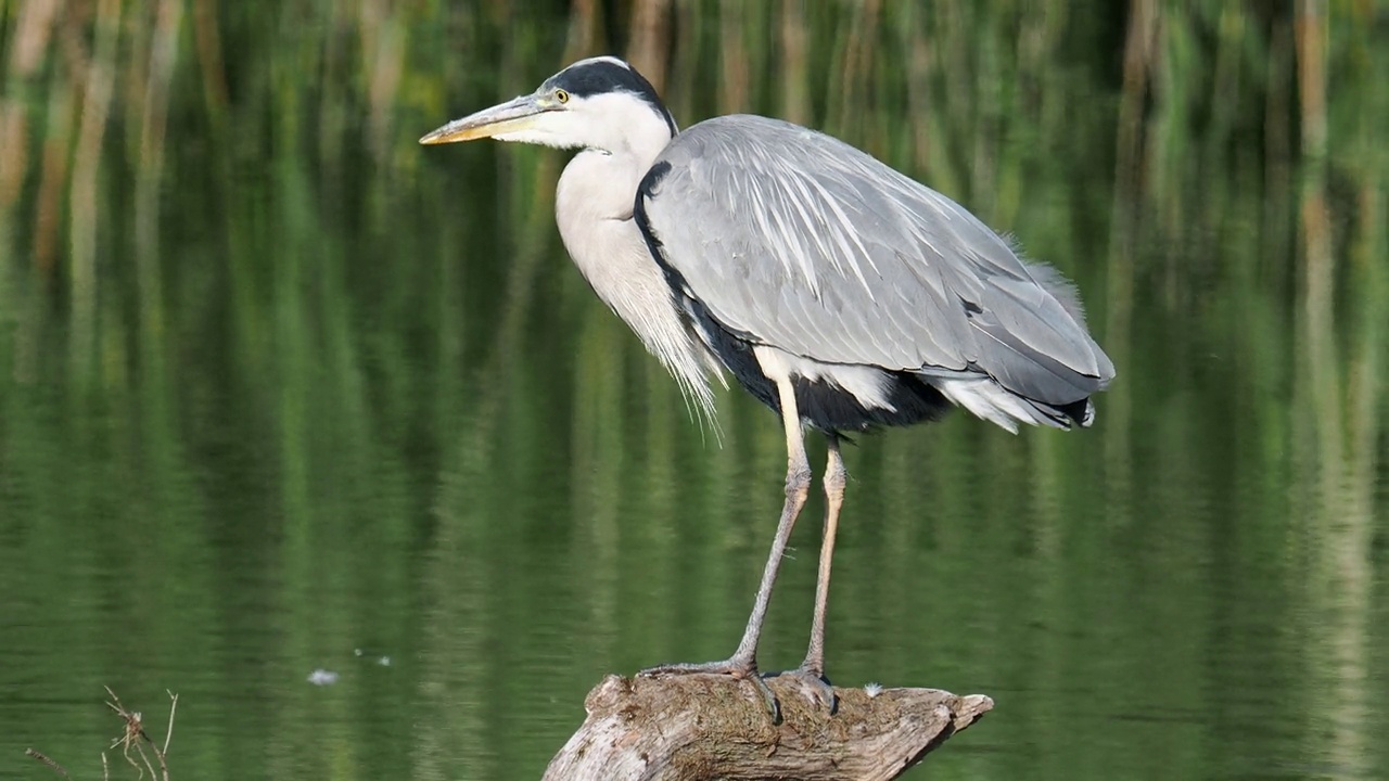 在英国湖区安布尔赛德的罗塞河上，一只灰色苍鹭，Ardea cinerea。视频素材