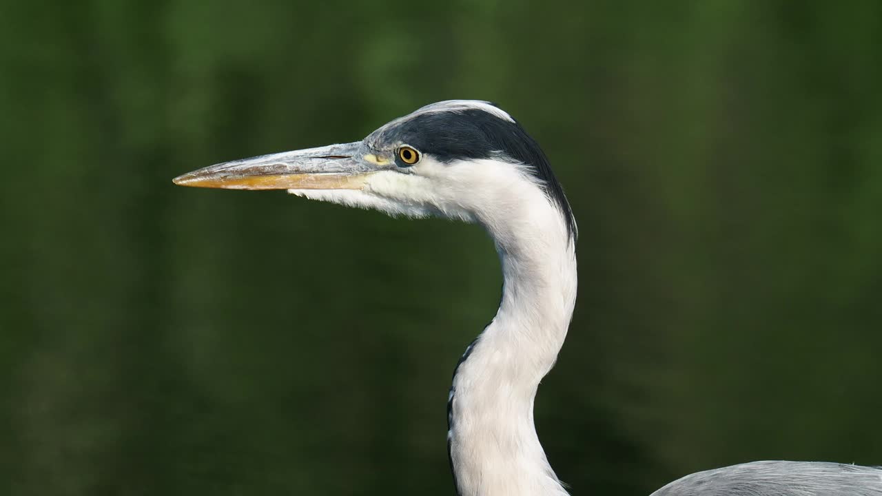 在英国湖区安布尔赛德的罗塞河上，一只灰色苍鹭，Ardea cinerea。视频素材