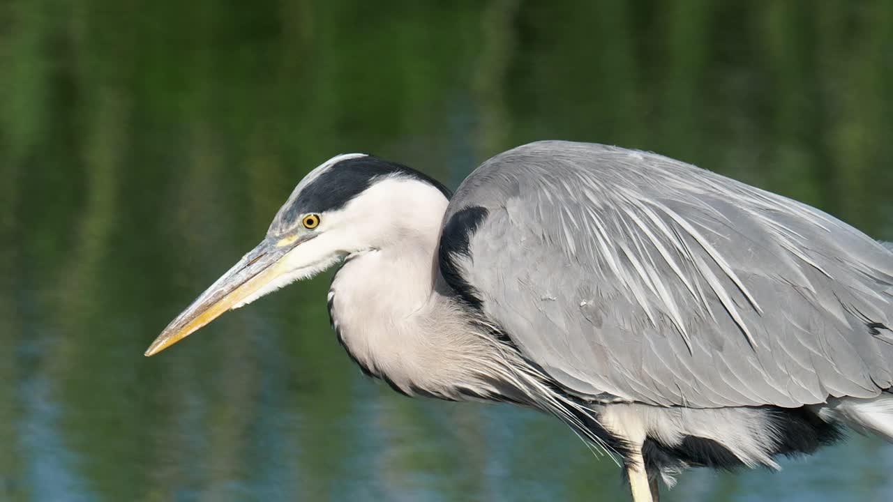 在英国湖区安布尔赛德的罗塞河上，一只灰色苍鹭，Ardea cinerea。视频素材