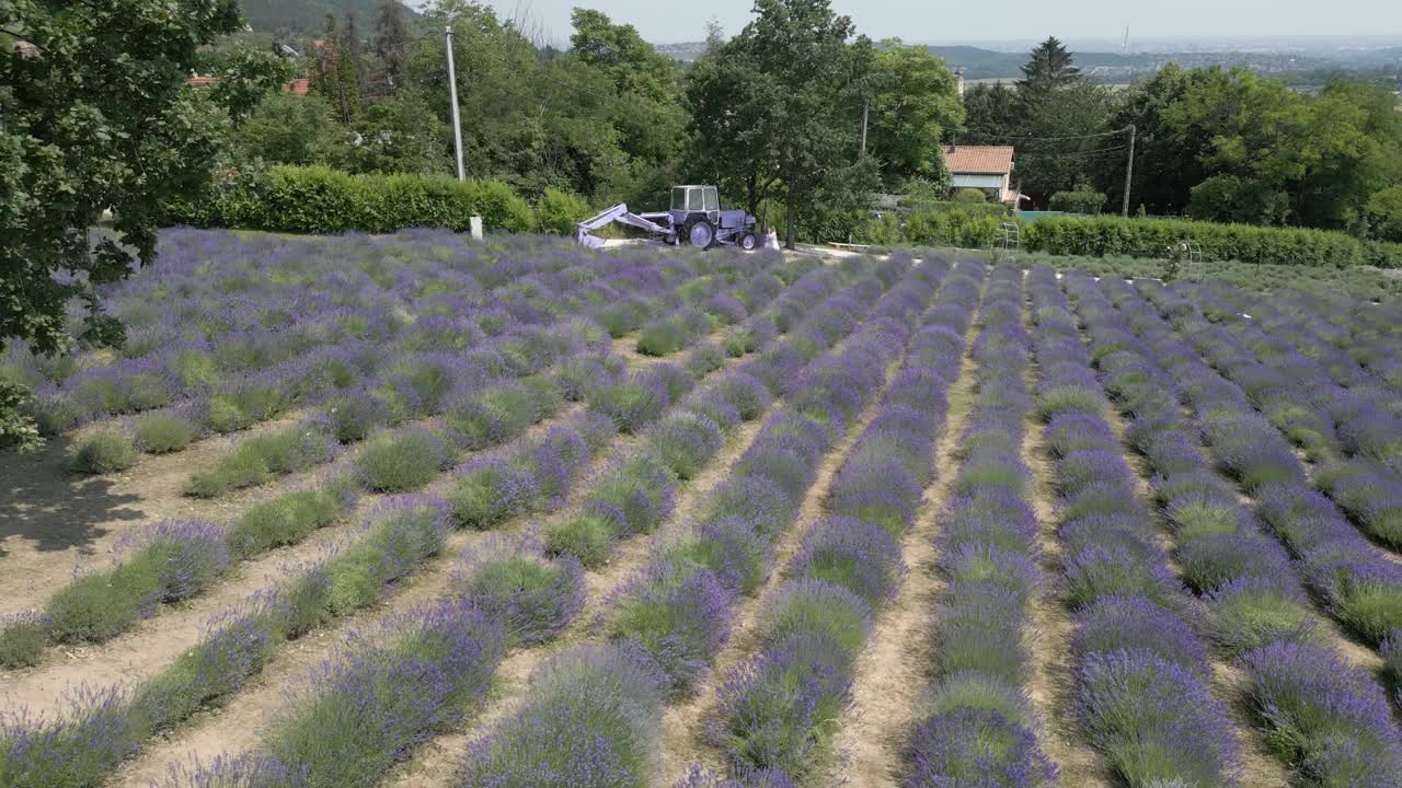 匈牙利薰衣草田视频下载