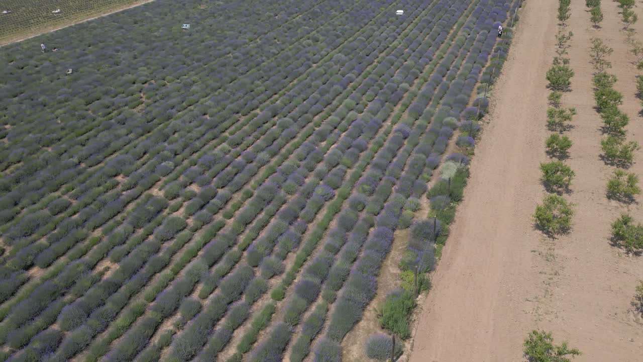 匈牙利薰衣草田视频素材