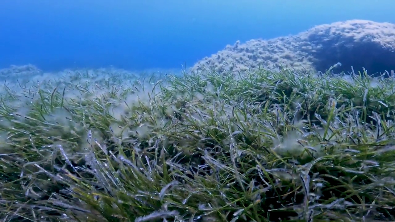 在马耳他科米诺拍摄的地中海海草的4k视频视频素材