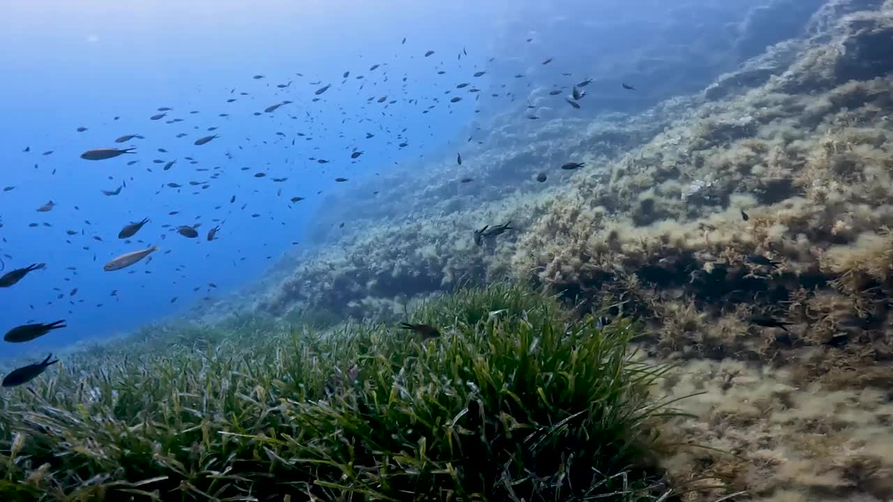 这是一段4k视频，拍摄了马耳他科米诺地中海靠近岩石的小鱼视频素材