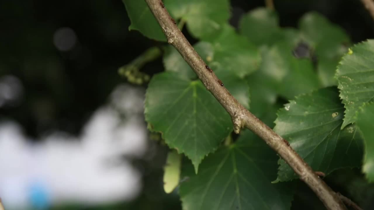 勤劳的蚂蚁收集食物视频下载