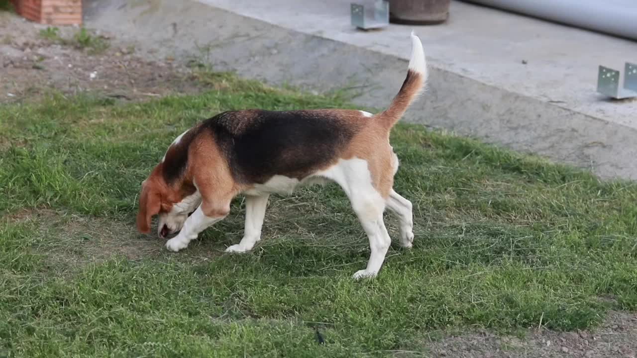 小猎犬嗅着青草，在她身上打滚视频下载