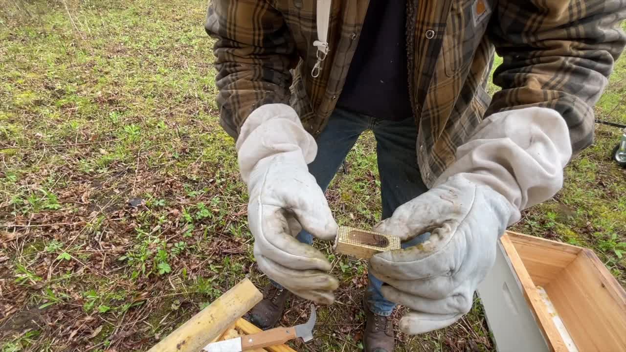 建立一个新的蜂巢视频素材