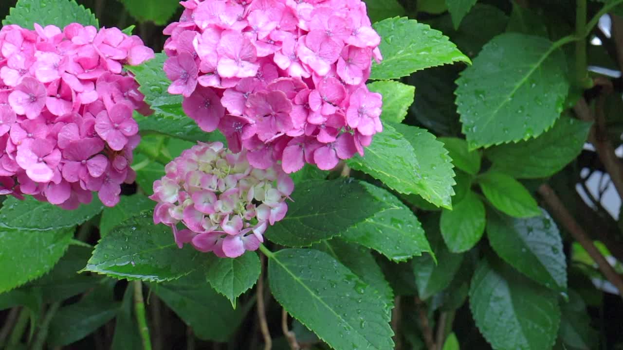 雨中的粉色绣球花视频下载