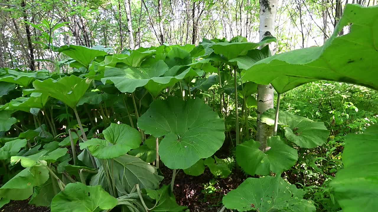 牛蒡大叶视频素材