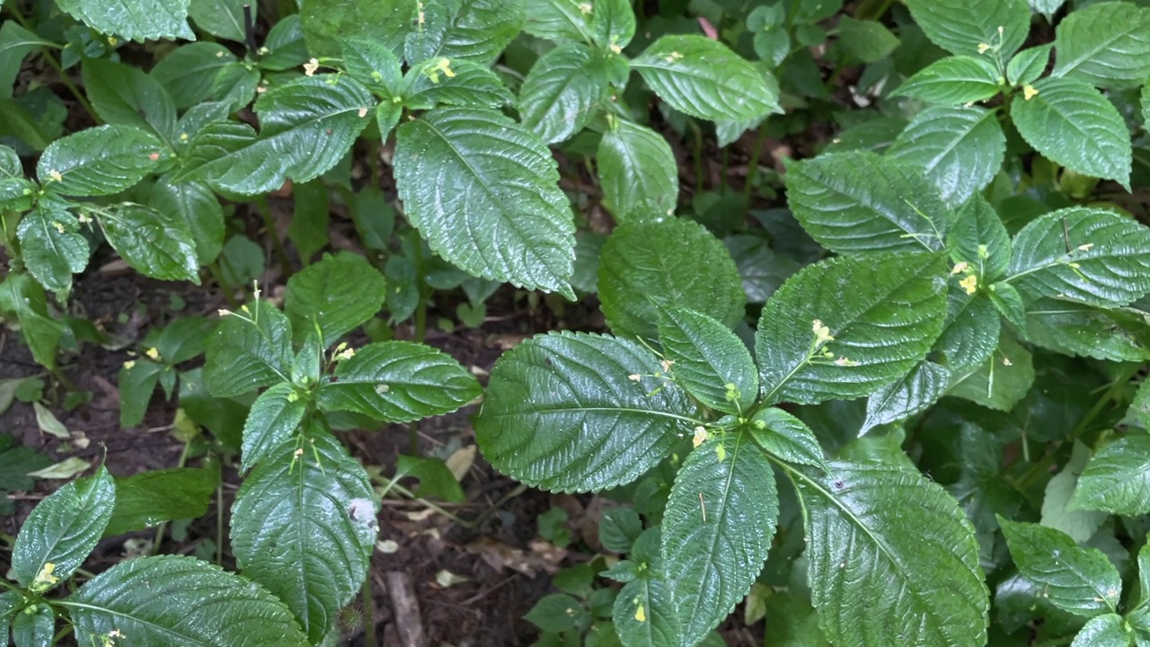 开花的绿色植物视频素材