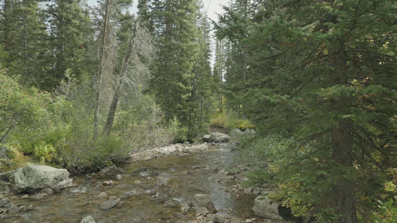 新鲜的干净的小溪在森林里的河流视频素材