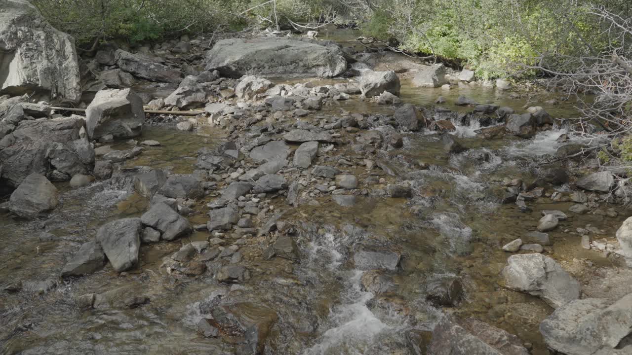 新鲜的干净的小溪在森林里的河流视频素材