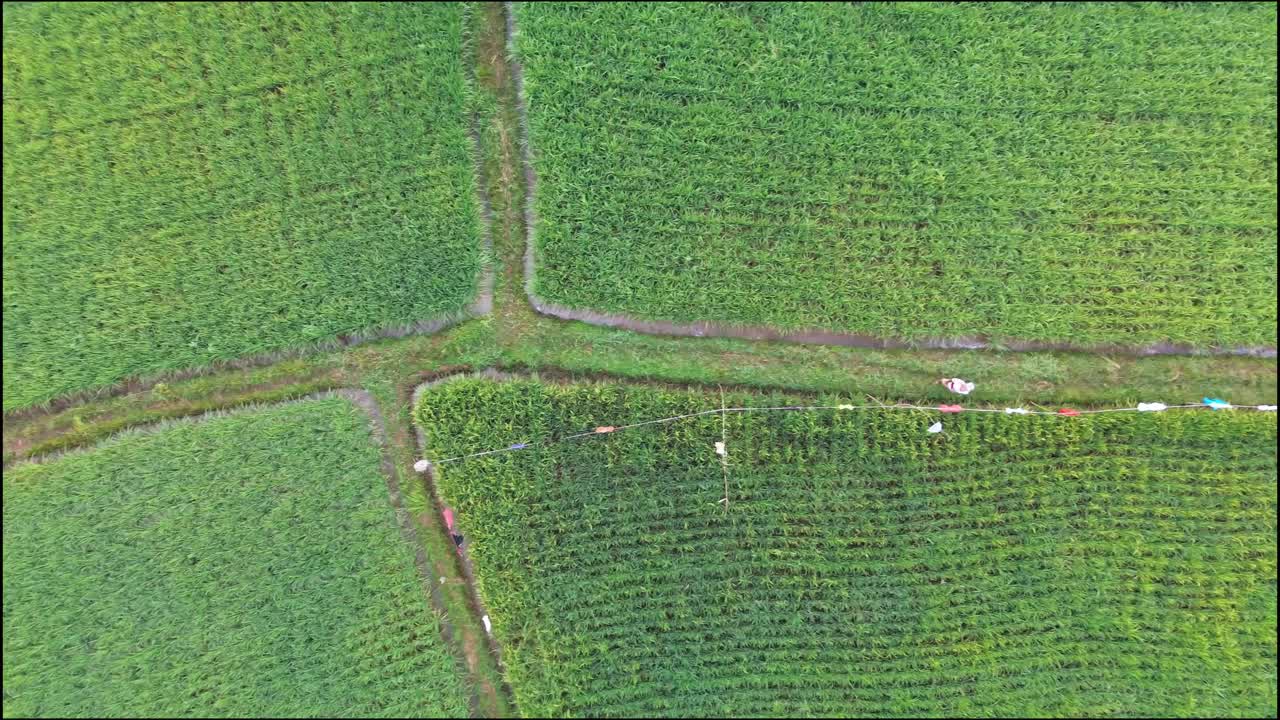 稻田鸟瞰图视频素材