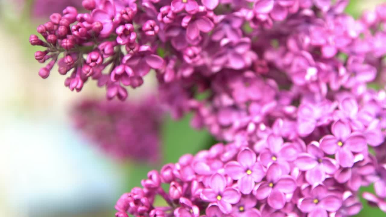 丁香花枝。花的背景，自然的春天。盛开的丁香花。春天的颜色。花瓣。植物区系。审美情绪。视频素材