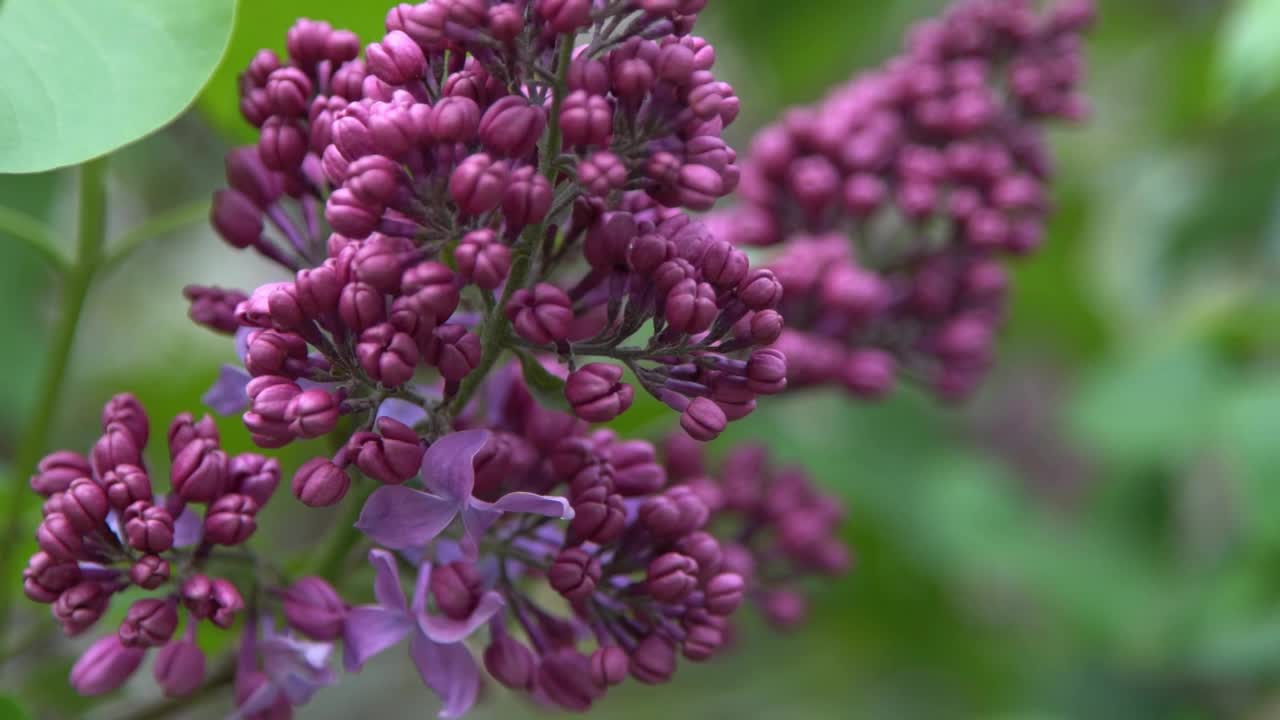 丁香花枝。花的背景，自然的春天。盛开的丁香花。春天的颜色。花瓣。植物区系。审美情绪。视频素材