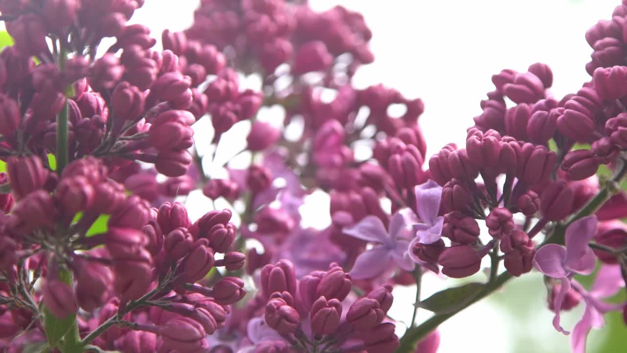 丁香花枝。花的背景，自然的春天。盛开的丁香花。春天的颜色。花瓣。植物区系。审美情绪。视频素材