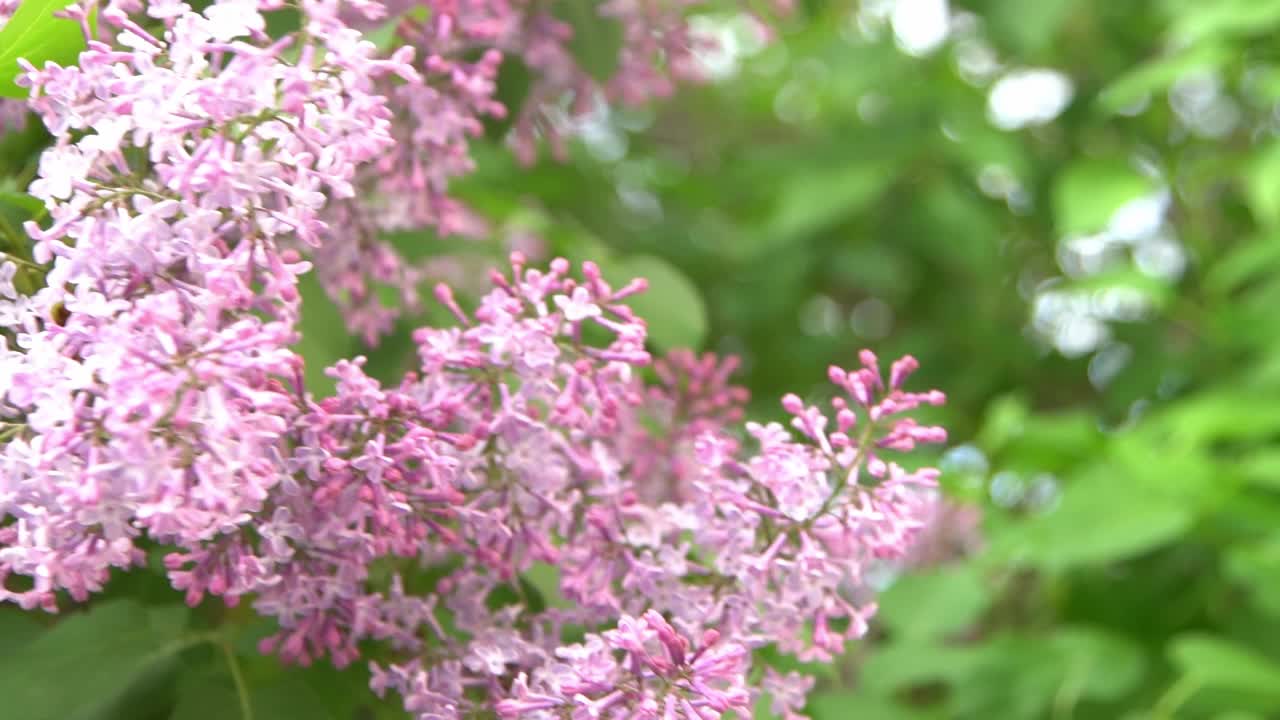 丁香花枝。花的背景，自然的春天。盛开的丁香花。春天的颜色。花瓣。植物区系。审美情绪。视频素材