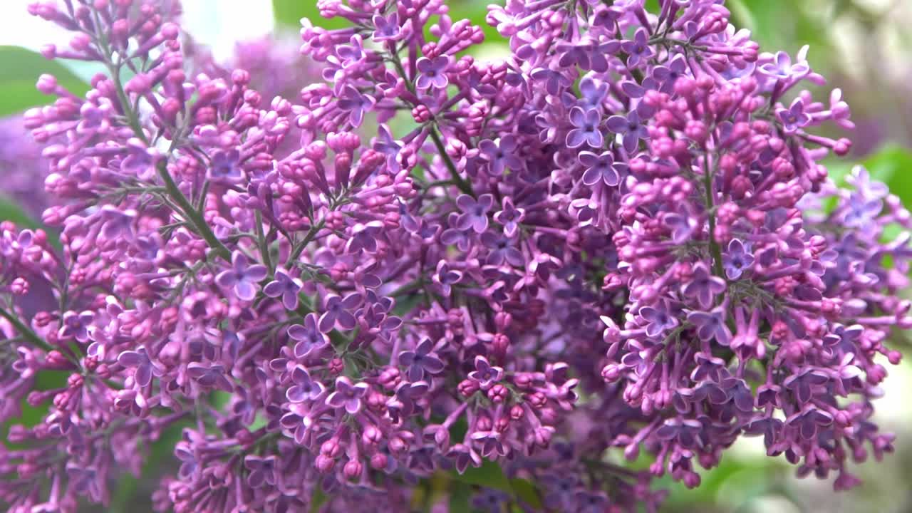 丁香花枝。花的背景，自然的春天。盛开的丁香花。春天的颜色。花瓣。植物区系。审美情绪。视频素材