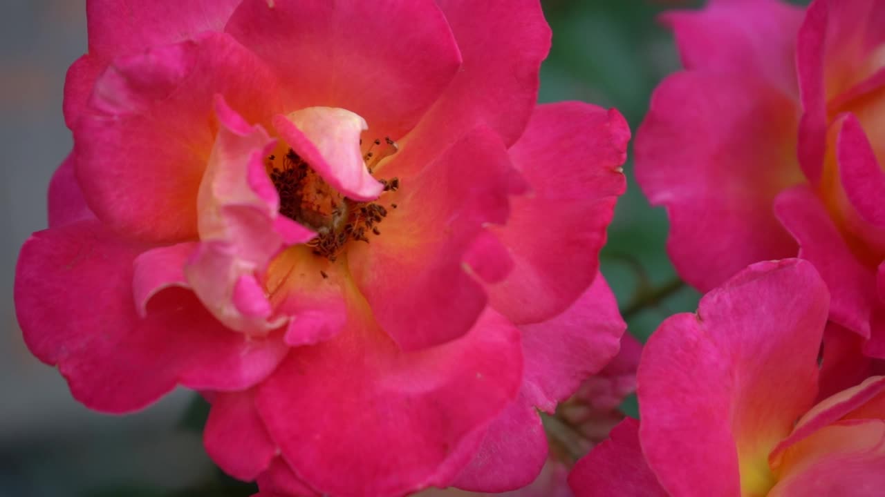 粉红的红玫瑰。花园里的灌木丛。玫瑰花蕾。夏天的花瓣。自然中的玫瑰。树枝和树叶。视频素材