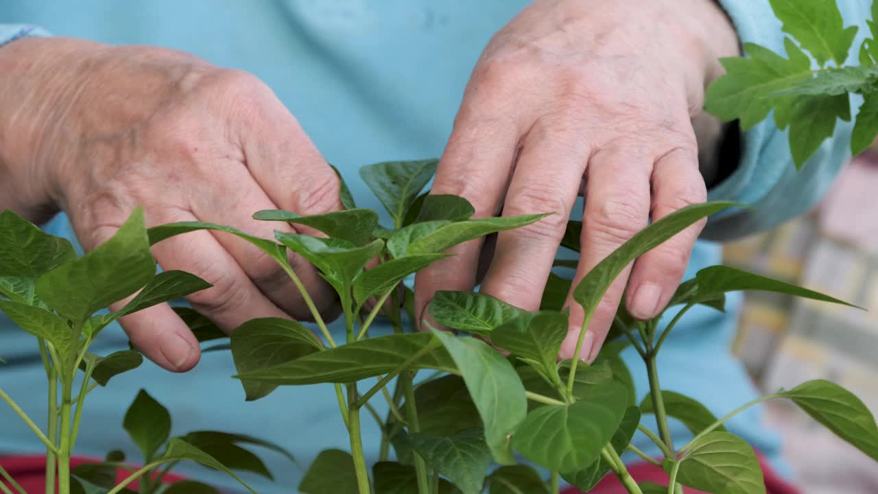 园丁的手触摸植物的绿色茎苗的特写视频素材