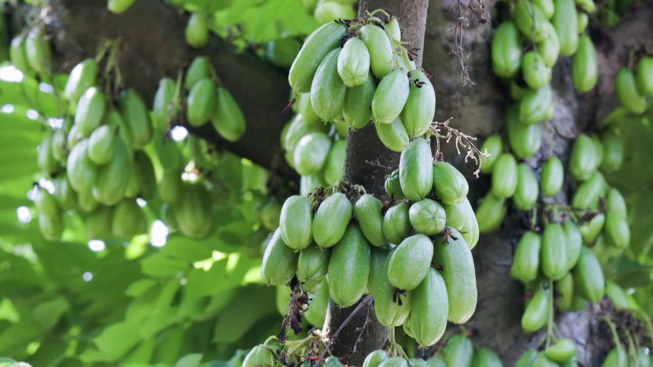 山楂树，果实重，颜色鲜绿视频素材