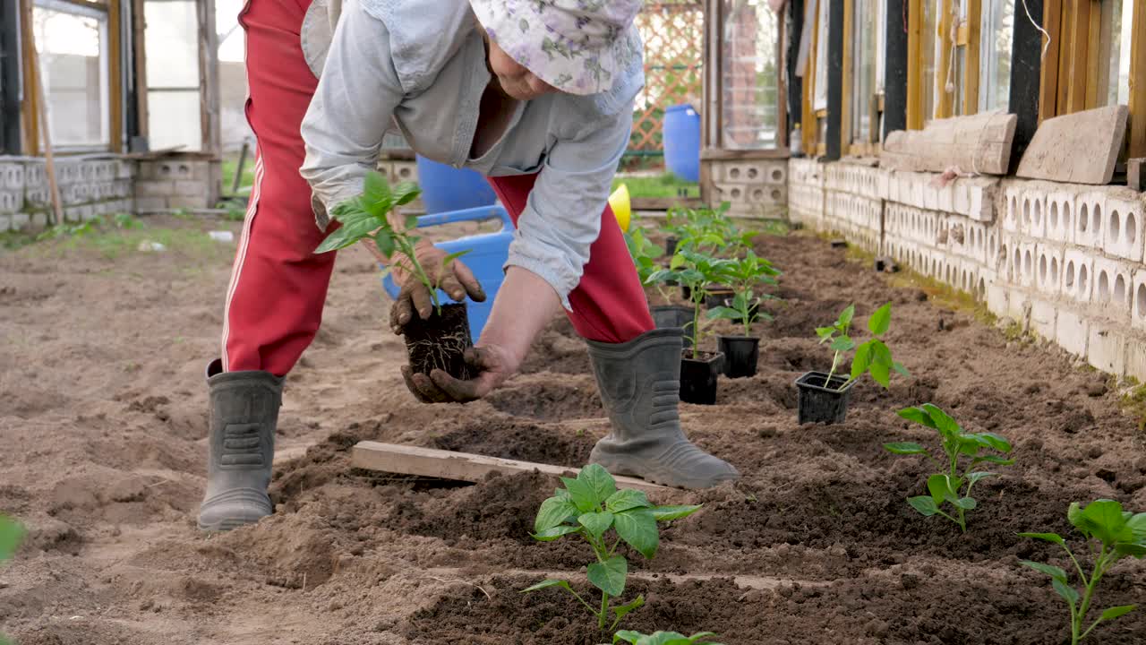 女园丁用有机肥在土壤中种植辣椒番茄幼苗视频素材