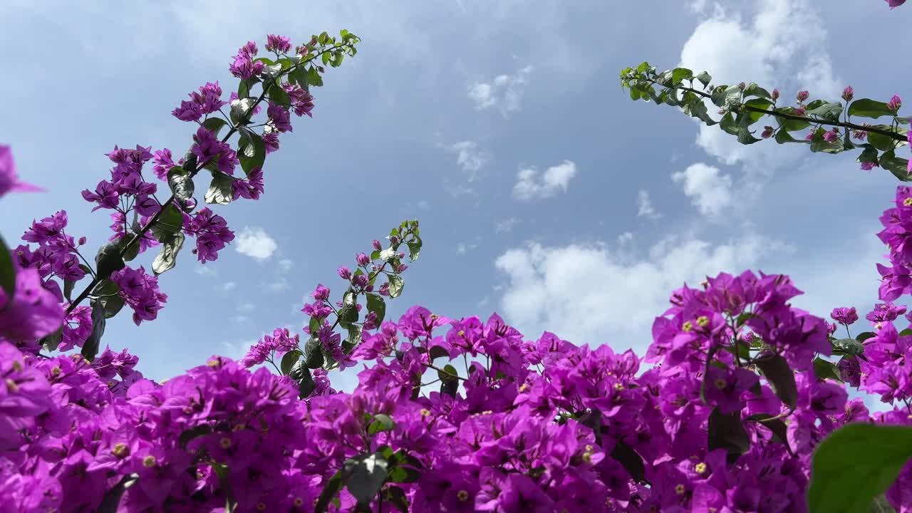 花粉红紫色的九重葛丛对着天空。视频素材