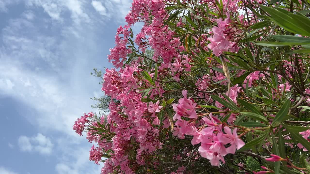 夹竹桃粉红色的花朵美丽的灌木在公园和蓝天。视频素材