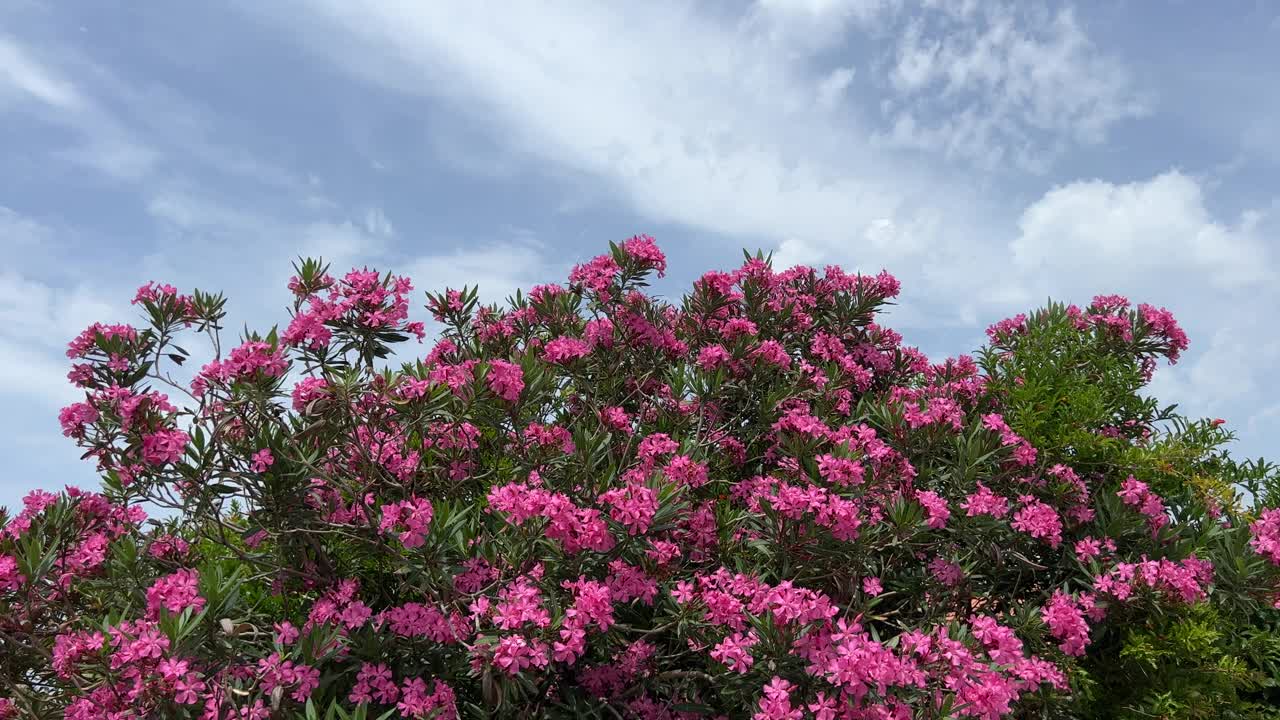 夹竹桃粉红色的花朵美丽的灌木在花园和蓝色的天空。视频素材