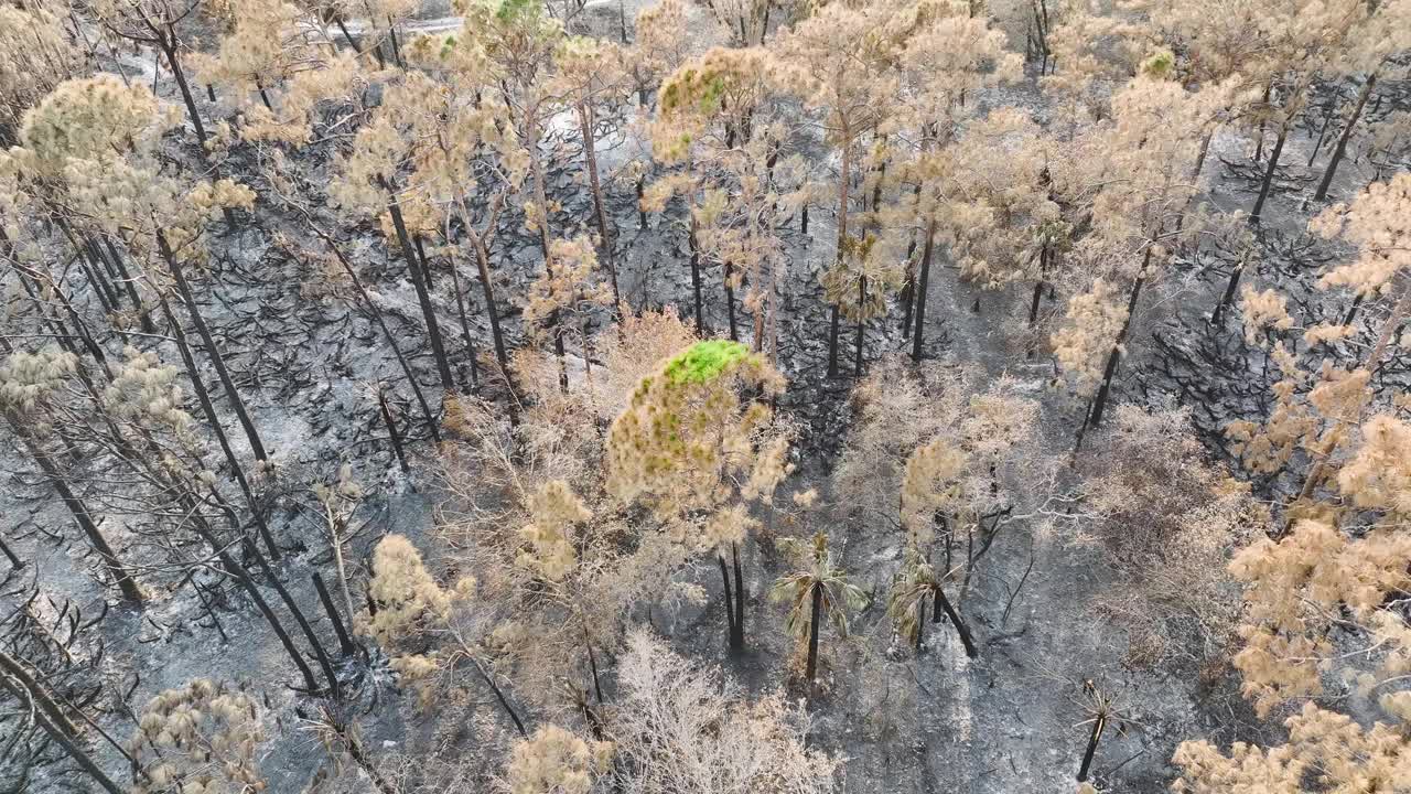 野火摧毁了佛罗里达的丛林森林，烧焦的死植被被烧毁。被摧毁的森林地面覆盖着一层灰。自然灾害概念视频素材