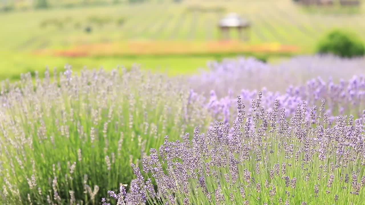 公园里盛开的薰衣草田视频素材