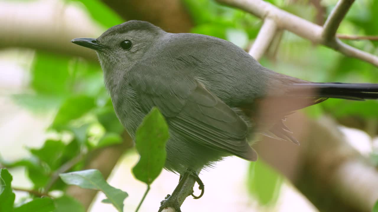 一只灰猫鸟栖息在夏天佛罗里达灌木丛的树枝上视频素材