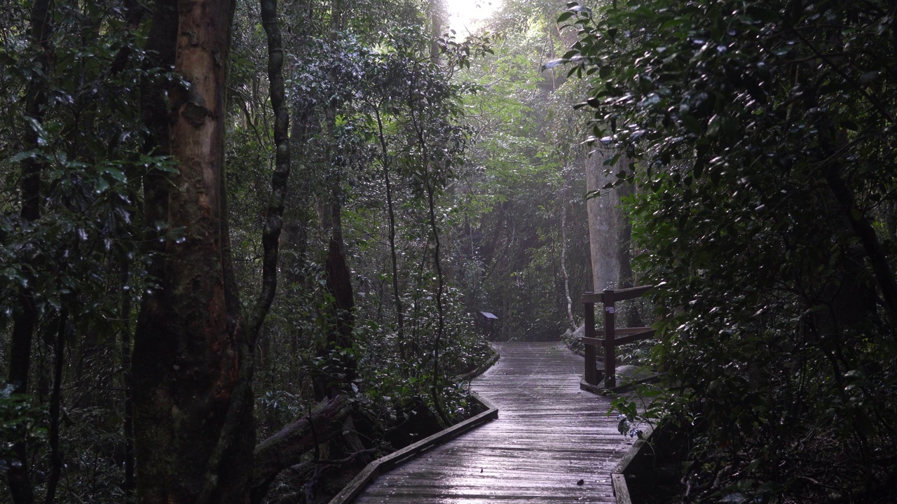 雨中穿过雨林的木板路视频素材