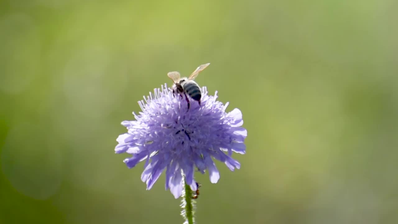 蜜蜂采集花蜜视频素材